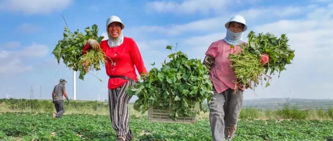 红薯栽种忙 增添振兴新“薯”光