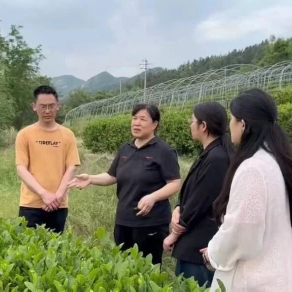 招远：绿野寻踪茶科技，茗香四溢促振兴