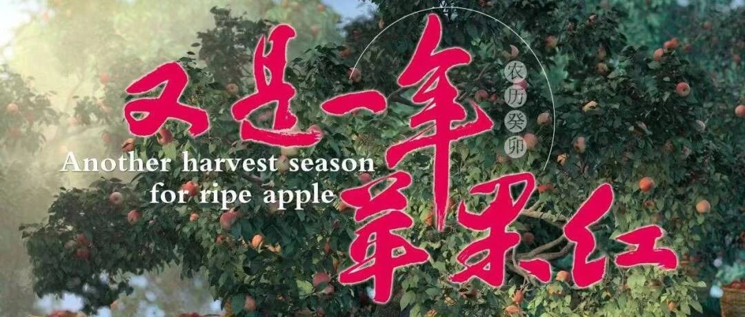 “栖霞苹果”红遍荧屏！纪录片《又是一年苹果红》公映！