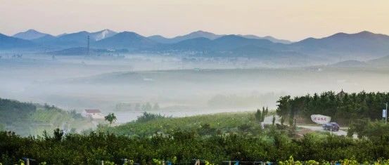 招远金岭镇：坚持“三个模式”  助推乡村产业新发展