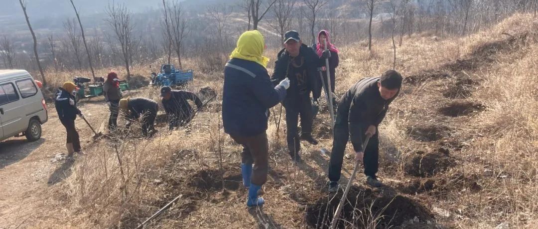 向石山要效益！莱山区解甲庄街道冶头村义务栽种千株花椒