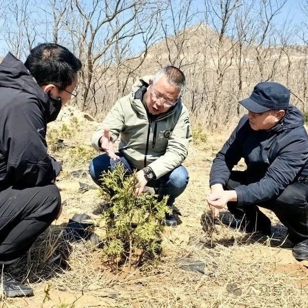国家一级保护野生植物崖柏在长岛试种取得阶段性成果
