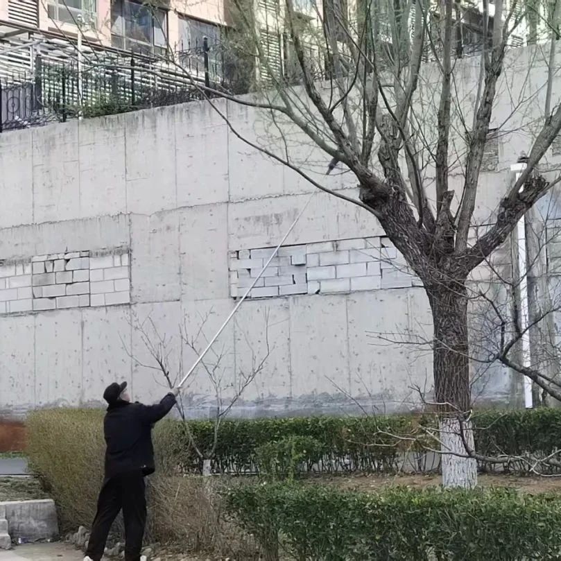 招远：公园柳树遭“折枝撸芽”  文明游园需践行