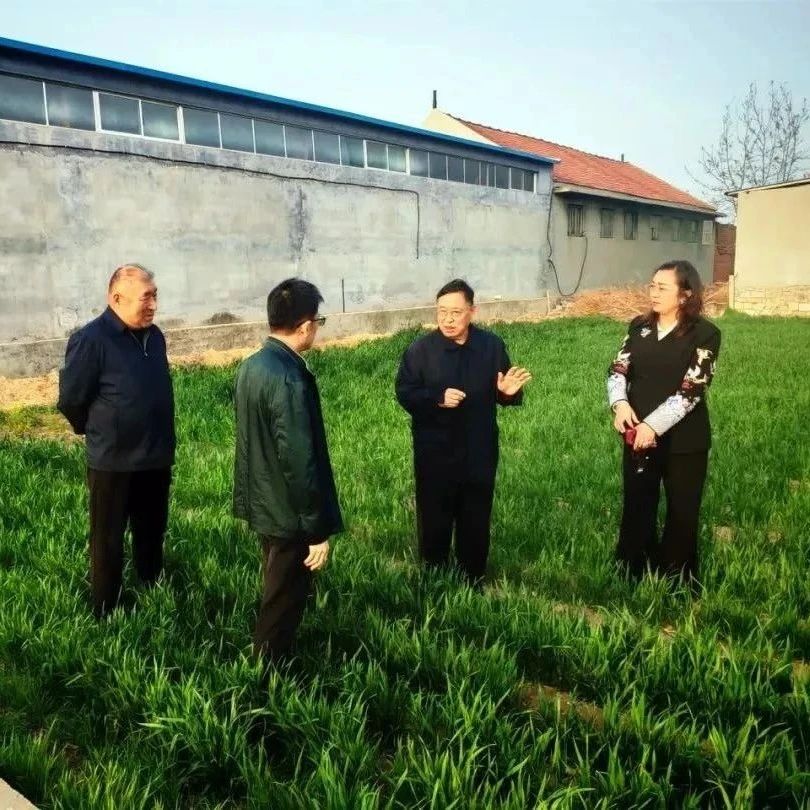 莱州：农技服务“零距离”，为小麦插上“科技翅膀”！