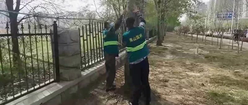又到一年飞絮季，莱山区杨柳絮治理出实招