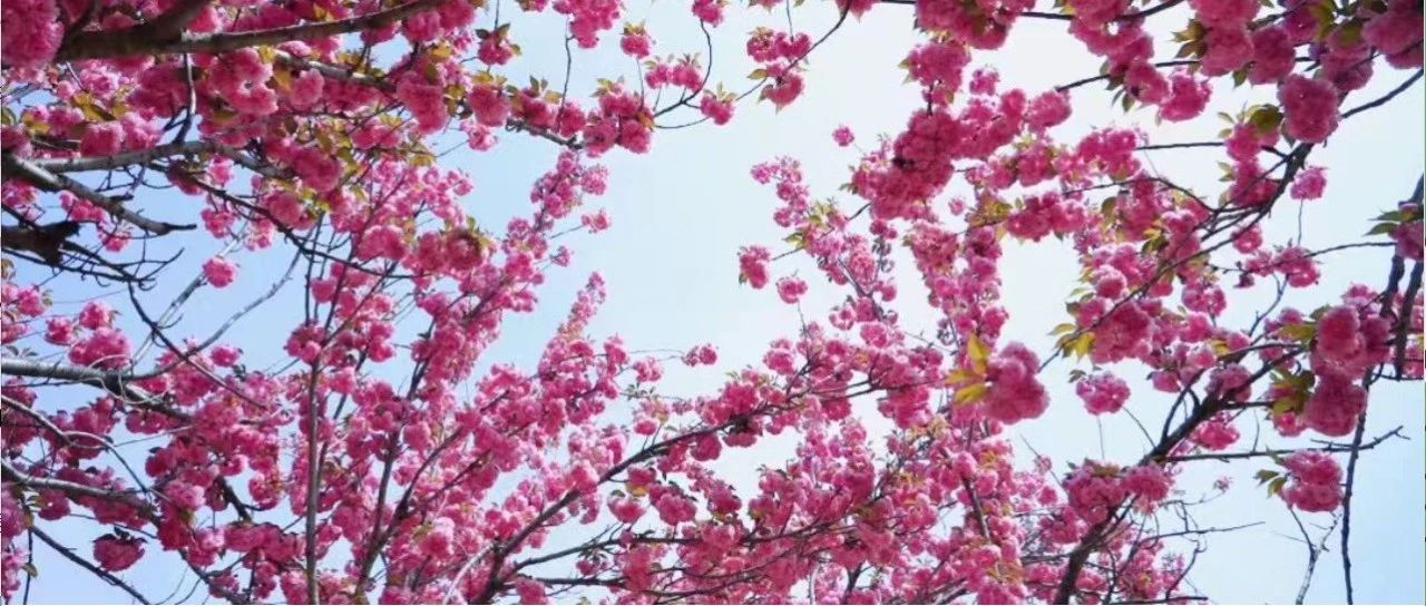 持续至5月5日！莱阳濯村樱花游玩季等你来嗨！