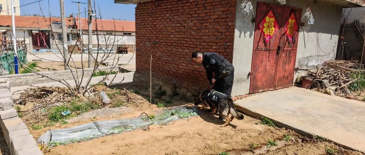 警犬搜毒  “犬”力以赴