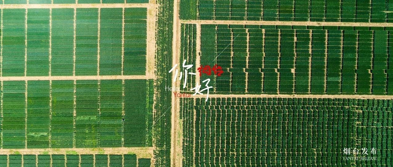 【你好 烟台】麦芒之上，等候圆满~