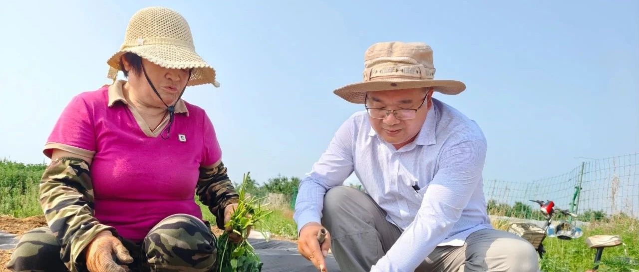 山东省农科院携手招远市夏甸镇打造淀粉类甘薯试验田