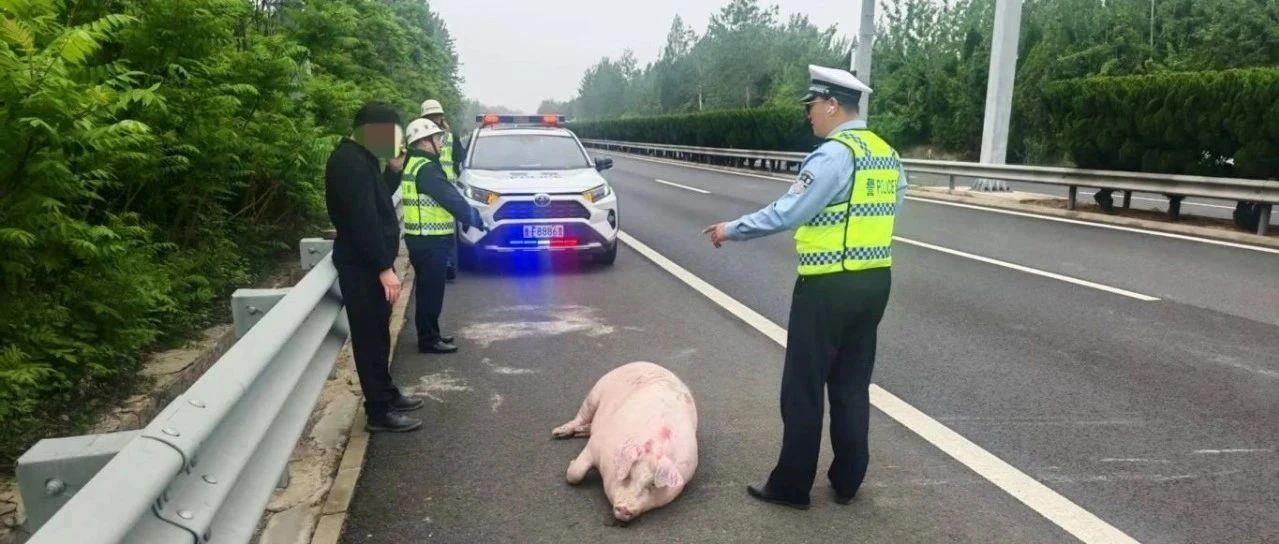 危险！一头猪掉落在高速路......