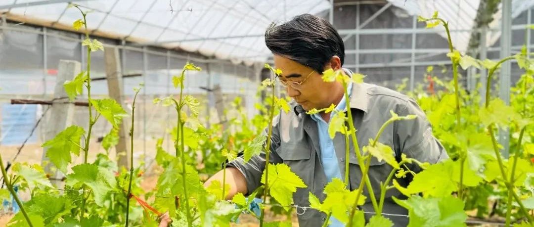 新农人 兴乡村｜李旭：让葡萄藤上结出“共富果”——一位返乡创业者的乡村振兴实践
