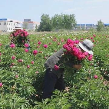 栖霞市桃村镇：打造鲜花经济 助力群众增收