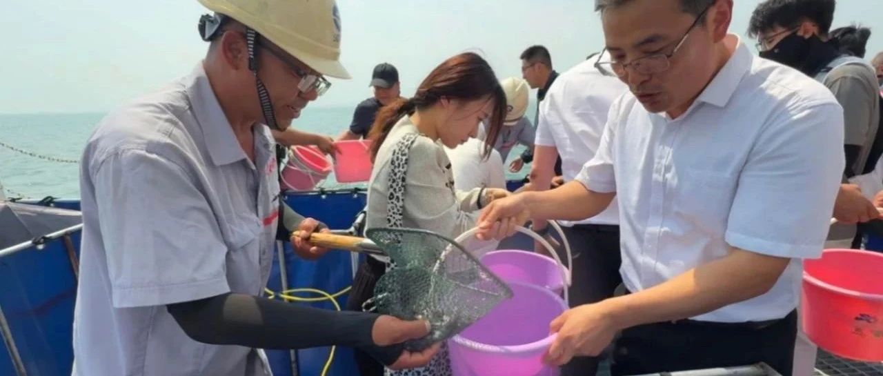 30万尾鱼苗跃入莱山海域！全国放鱼日，莱山奏响“海上党旗红”生态乐章