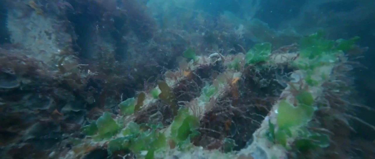 长岛“驯化”海草 海底荒漠变绿洲