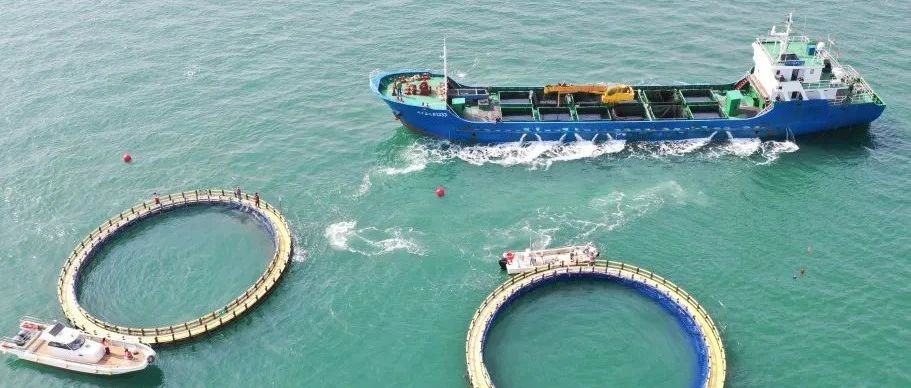 投苗9万斤！业达城发集团迈入深远海养殖规模化阶段