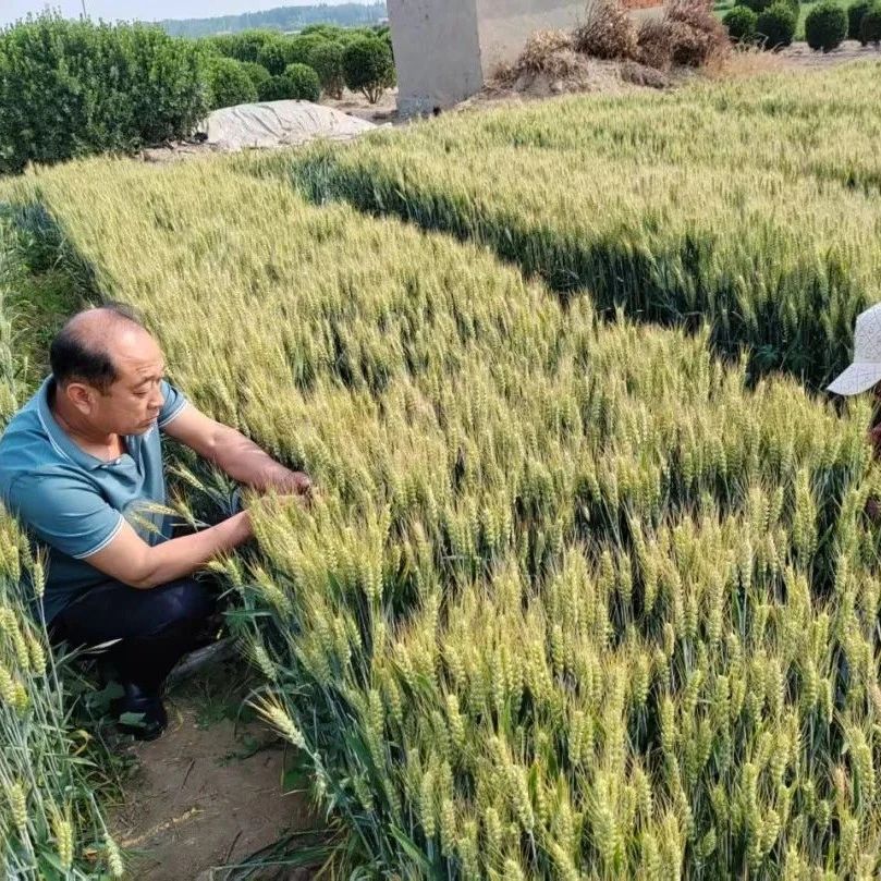 护航夏收！新品种测产见成效，田间指导保丰收