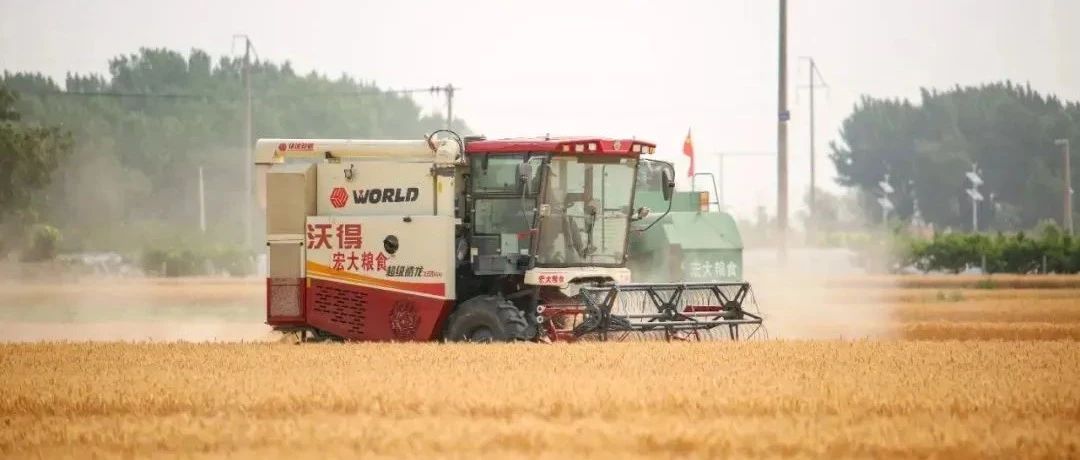 风吹麦浪，颗粒归仓！莱州市小麦收割进行时！
