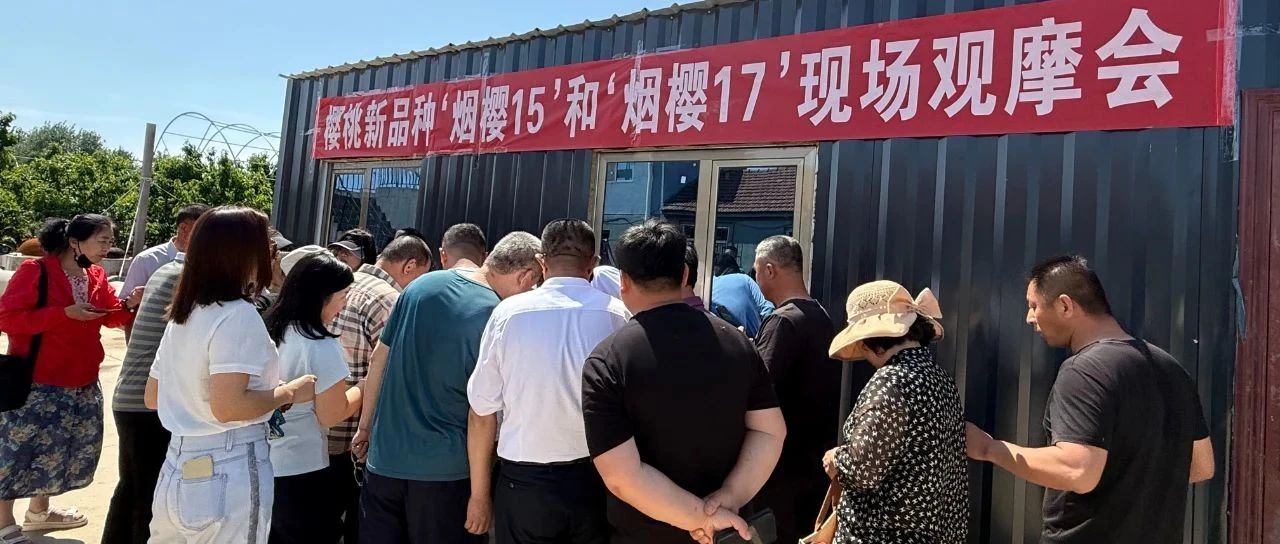 烟台樱桃“抗寒高产王”诞生 莱山首试大成功！