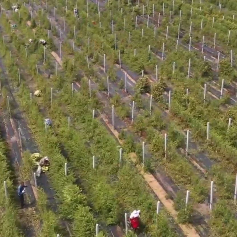 栖霞官道镇：“北花一号”扎根飞地，金银花产业铺就致富路
