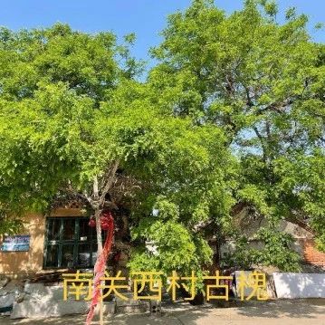 招远：精细修剪古树 传承岁月记忆