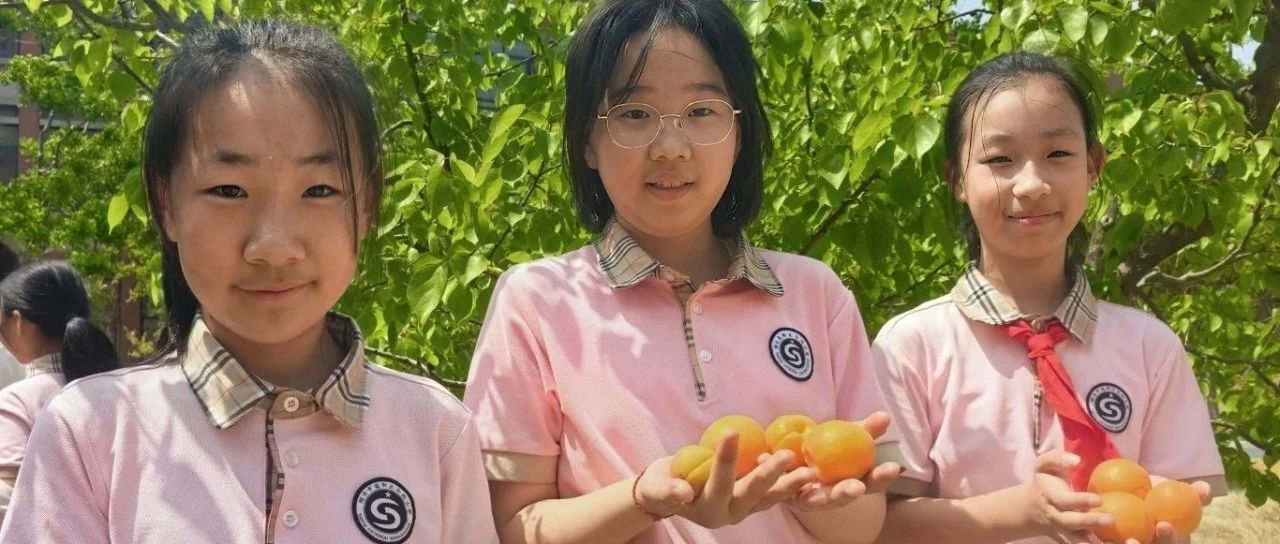 烟台高新区实验小学开展校园杏子采摘实践活动