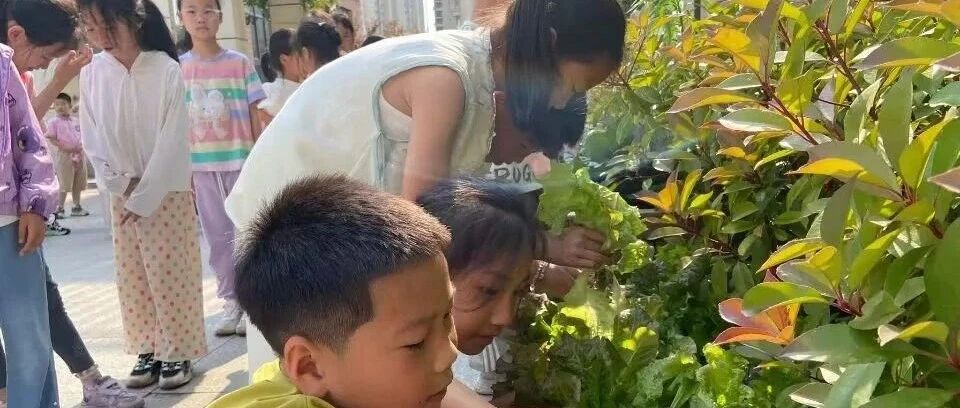 小农夫大丰收——烟台高新区第二实验小学开展夏季劳动教育实践活动