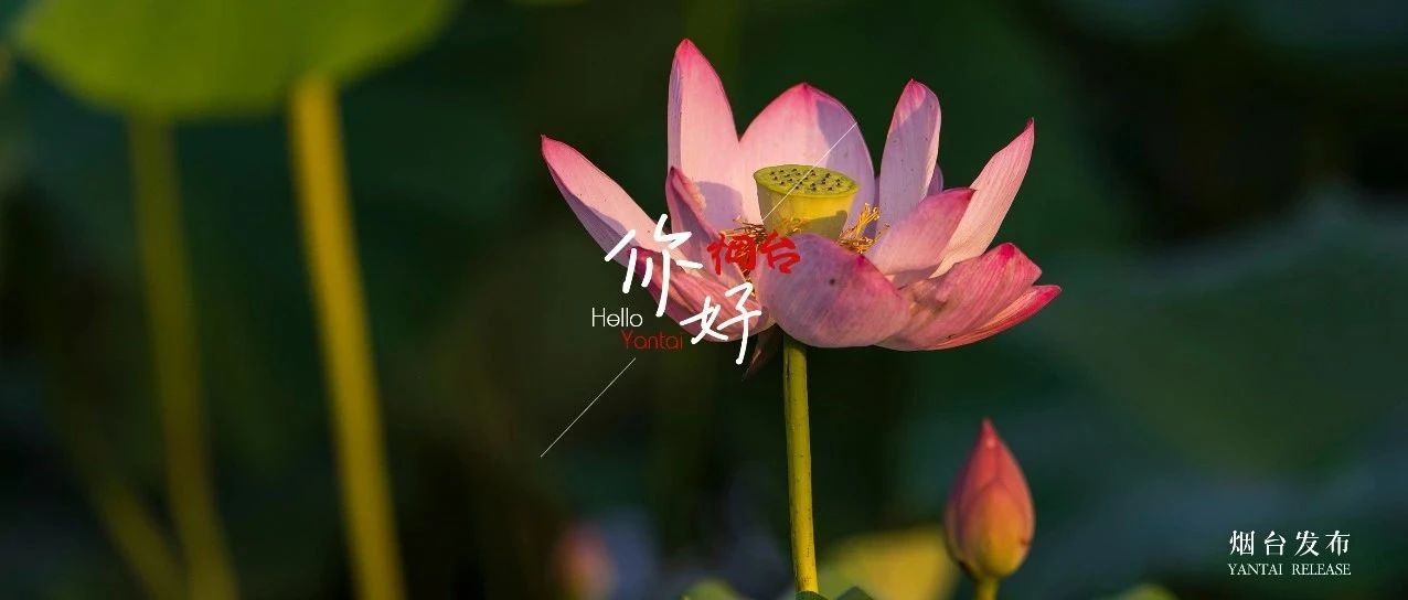 【你好  烟台】粉荷轻绽，这抹夏景别错过！