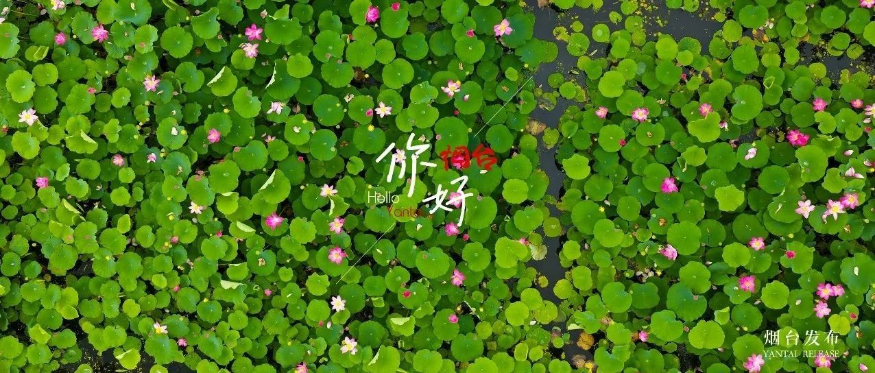【你好 烟台】赏过荷花的夏天才算完整！