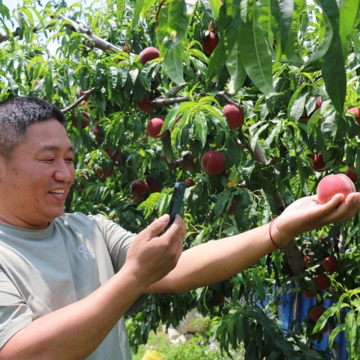 退役军人变“带货王”！在他的直播间，莱州这个村的桃子成“爆款顶流”······