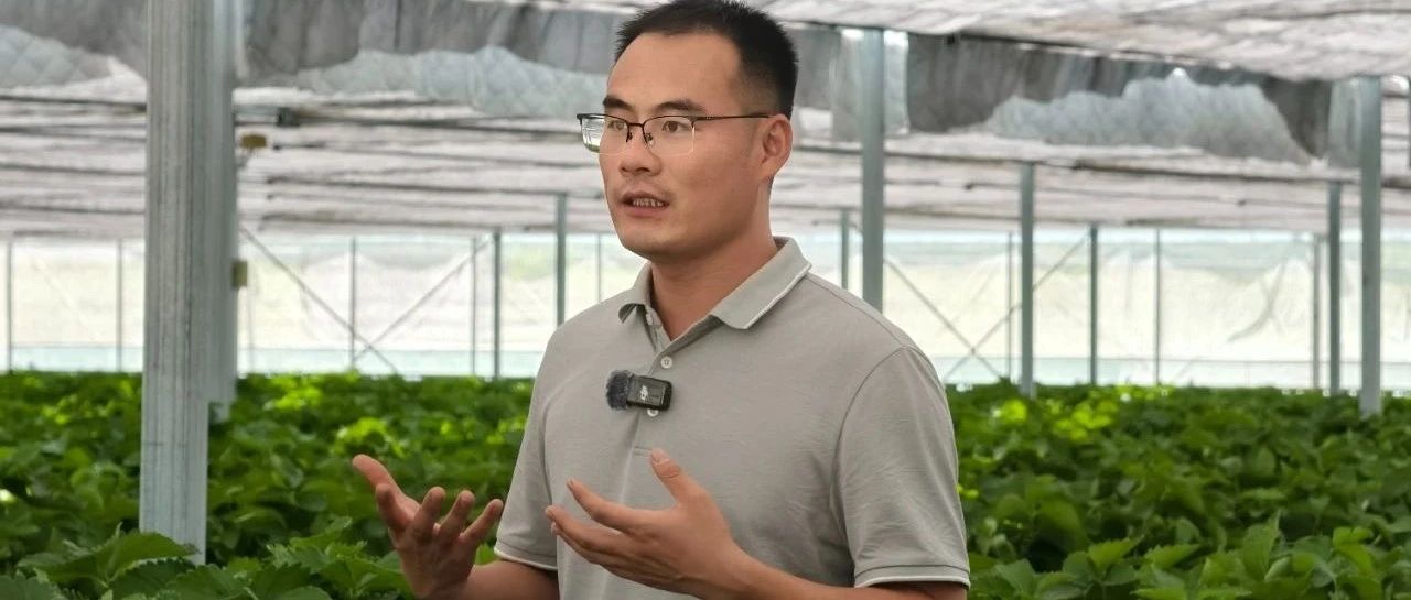 新农人兴乡村｜刘聪：草莓棚里的“育苗先锋”