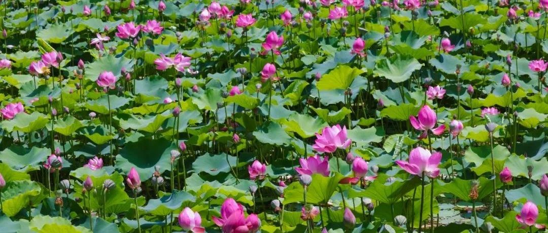 烟台仙境夏日顶流！荷花秘境已上线，速来打卡~