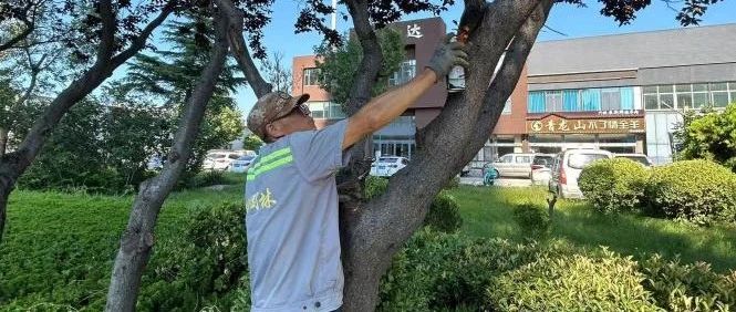 战高温、护绿荫！福山多措并举，筑牢夏季绿化“防护墙”