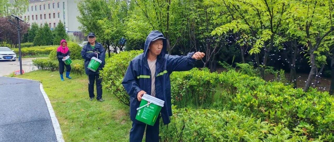 雨幕施肥急，绿意满城蓄！莱山区抢抓墒情高效推进绿化养护