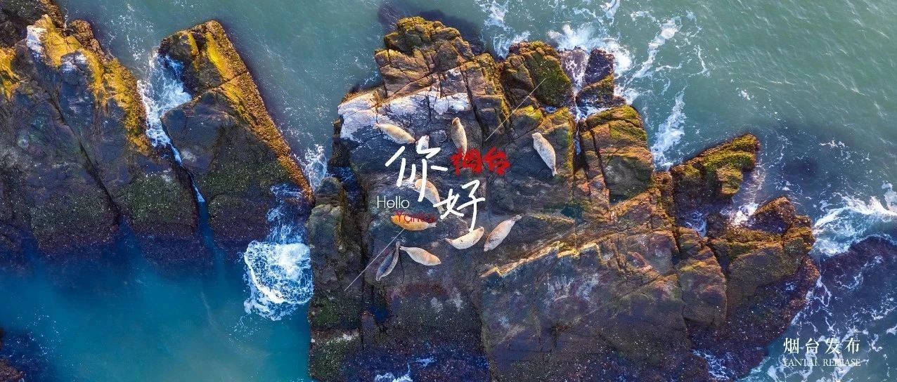 【你好 烟台】高萌预警！“海上萌宠”藏不住的“零碳”幸福感