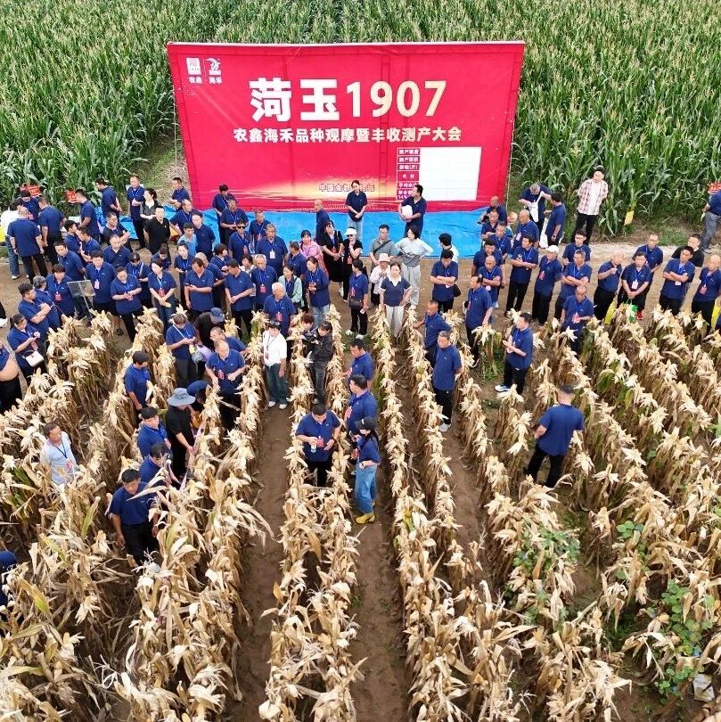 春播亩产突破1900斤！农鑫海禾新品种现场测产会捷报频传