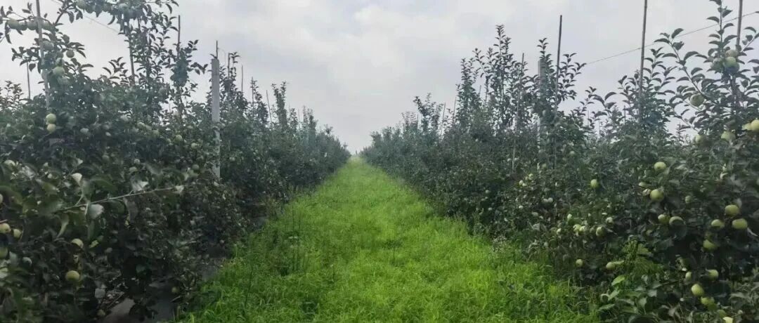从这个街道的三个场景，解读栖霞苹果的“领跑”密码