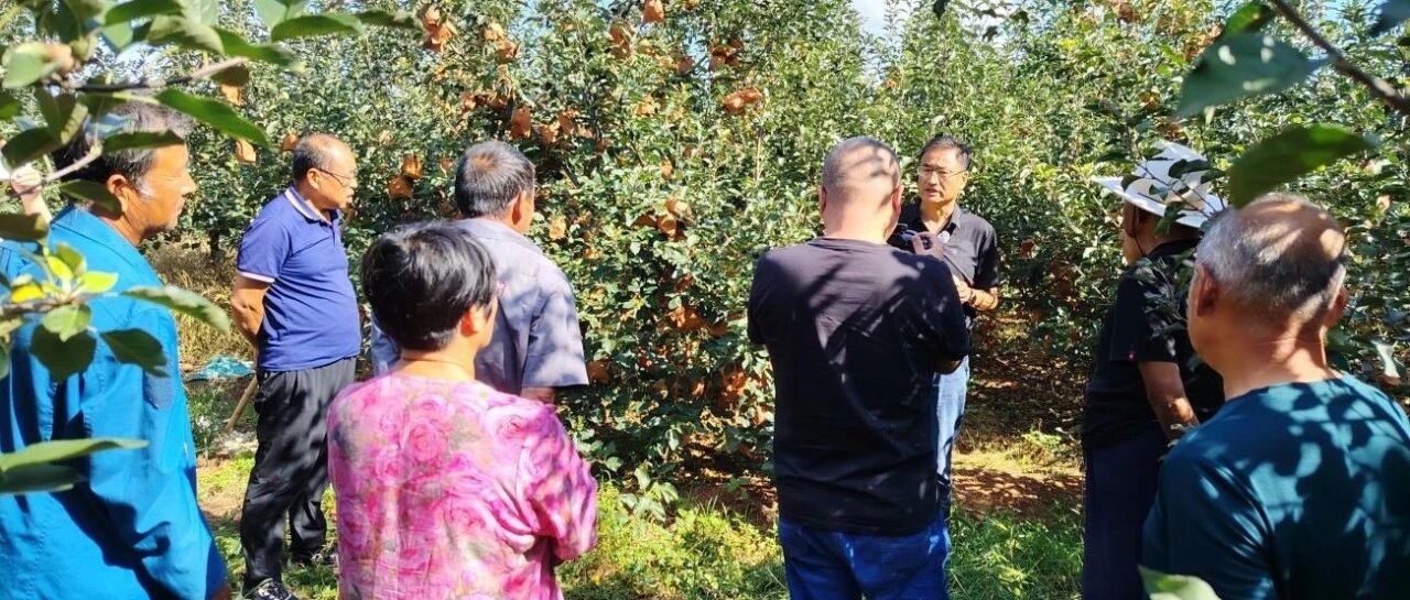 【深入推进暖心工程】苹果采收前，栖霞市“田间课堂”及时送上技术指导