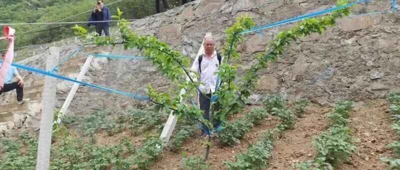 烟台“梨缘”跨越千里！巫山结出“黄金果”！