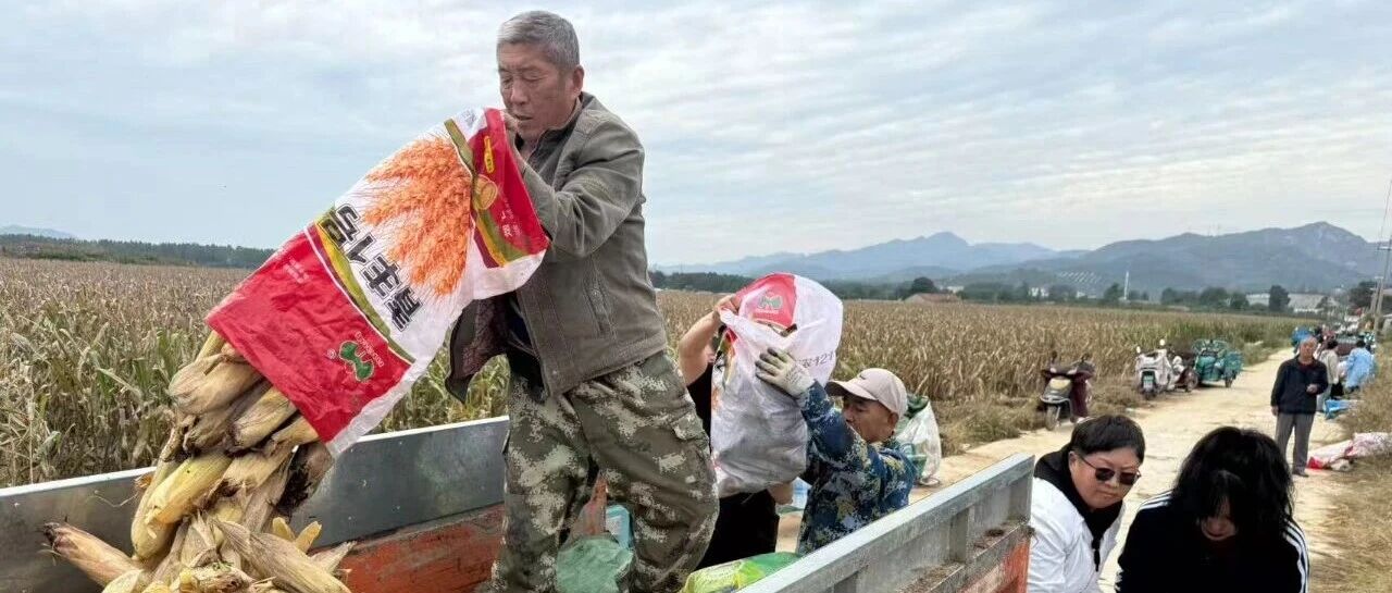 抢收抢烘！莱山区朱塂堡村“雨口夺粮”！