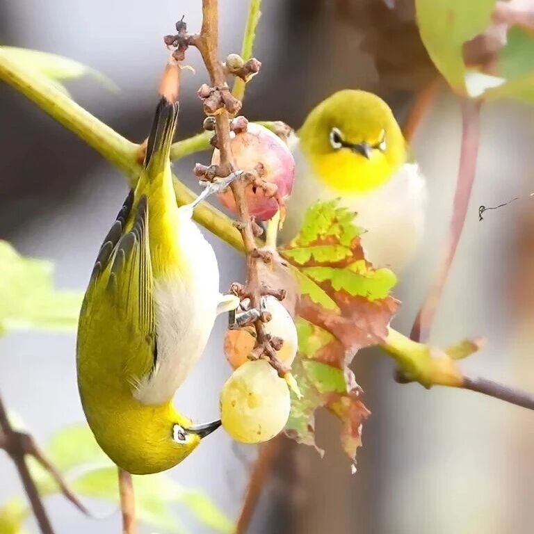 【发现长岛】