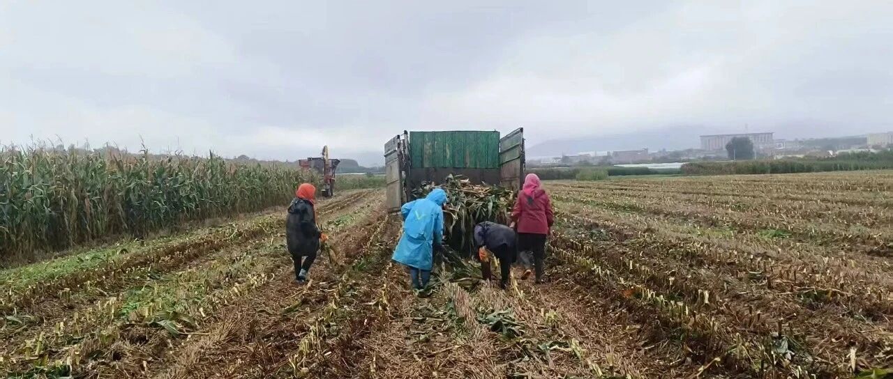 风雨抢收！福山区全力守护“粮袋子”