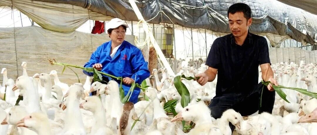 回村当“鹅霸”！这对夫妻的“躺平生活”火了