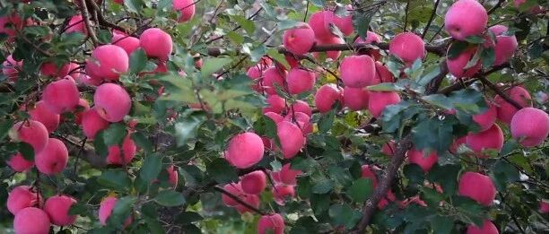 海外社交媒体上的“烟台声音”（10月27日-11月2日）