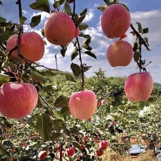 “我们的苹果，红了”冬运健儿栖霞行活动举行