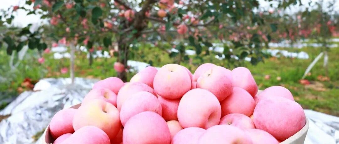 从崎岖，到甜蜜：一条山路与一个苹果的“和解”→