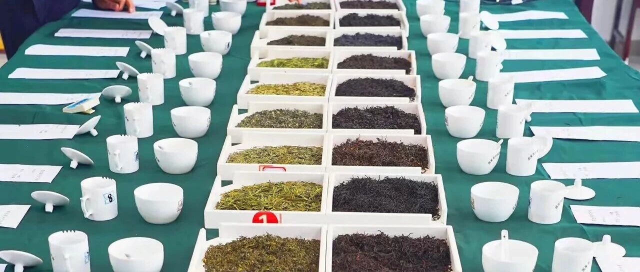 2025年海阳市首届茶叶品鉴交流活动成功举办