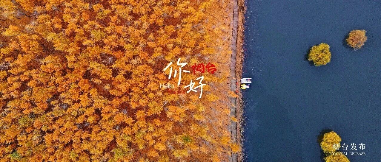 【你好 烟台】定格“金色梦境”！烟台这片银杏林美成童话世界！