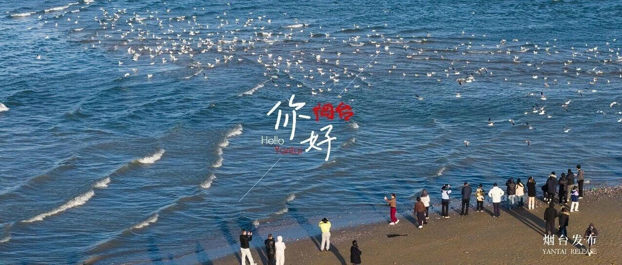 【你好 烟台】“鸥”遇不偶然——这是烟台的日常，速来！