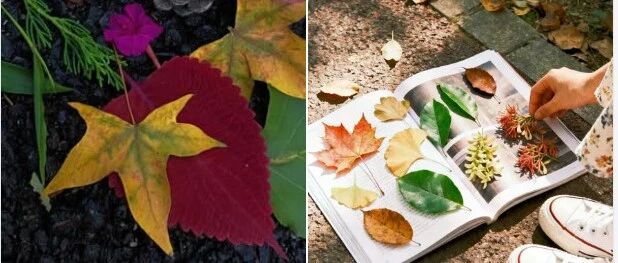 海外社交媒体上的“烟台声音”（11月3-9日）