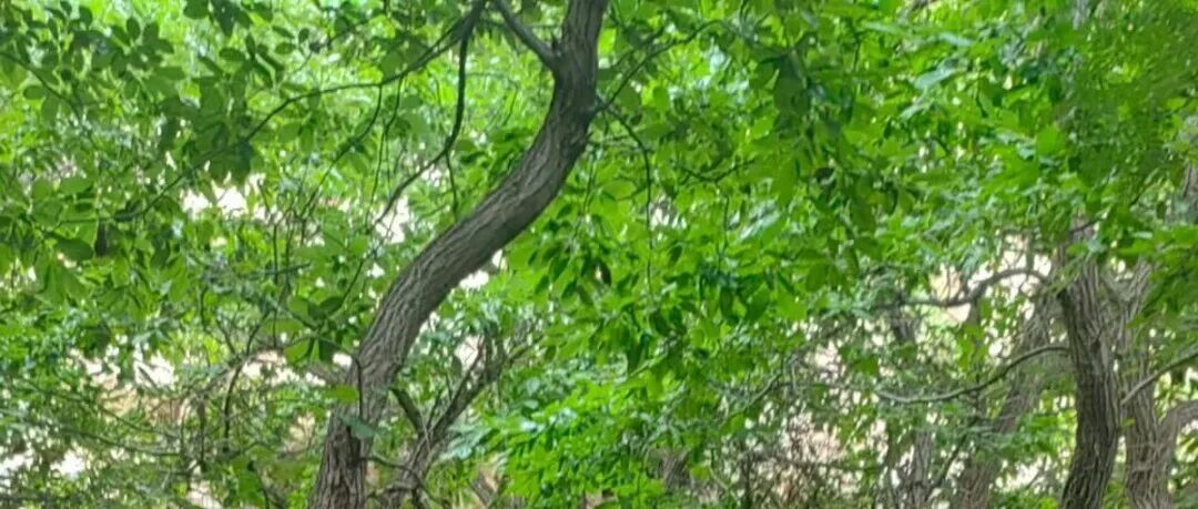 招远罗山省级自然保护区珍稀植物繁育显成效